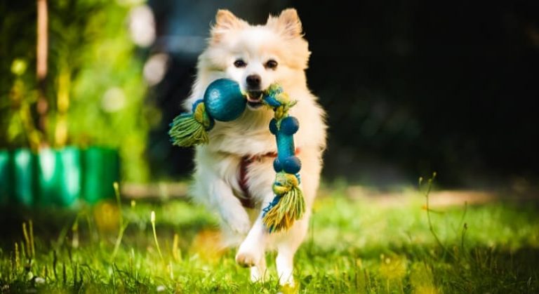 Why Do Dogs Shake Their Toys