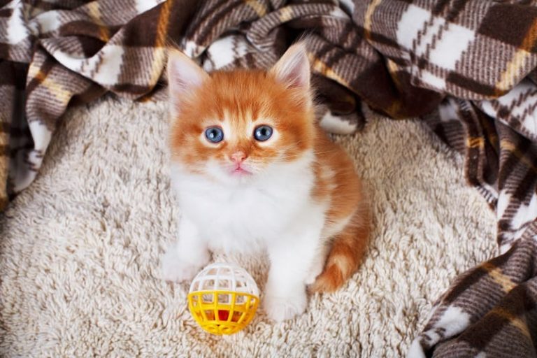 Why Does My Cat Bring Me Toys