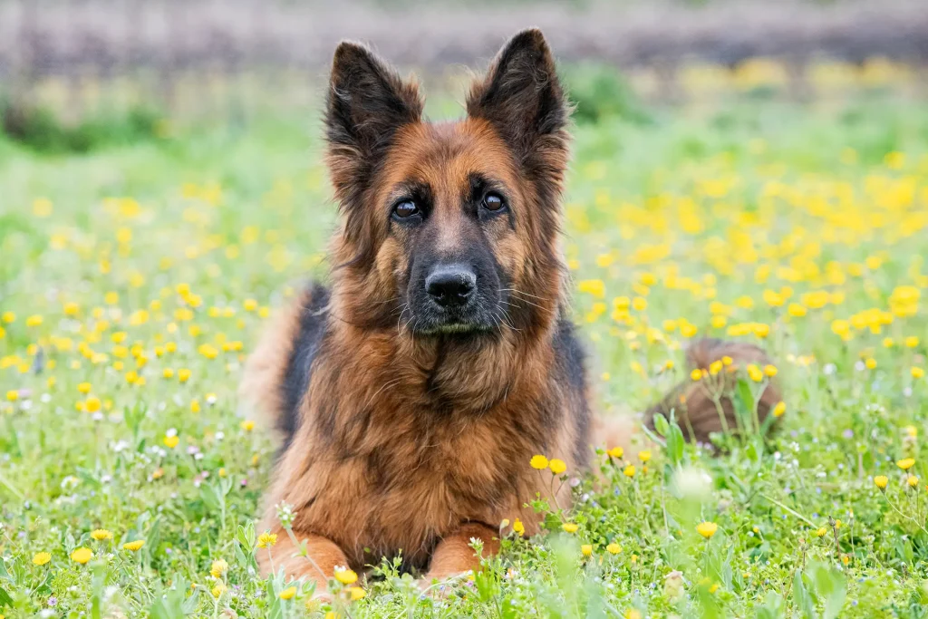 A-guide-to-German-Shepherds-characteristics-personality-lifespan-and-more-featured-image