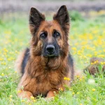 A-guide-to-German-Shepherds-characteristics-personality-lifespan-and-more-featured-image