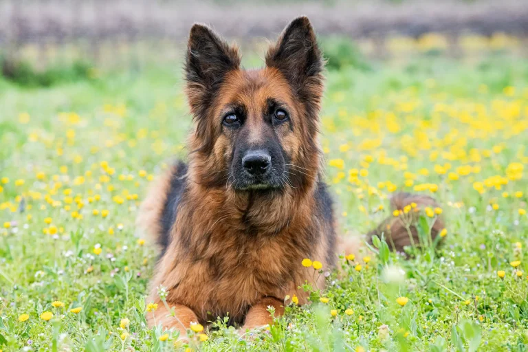 A-guide-to-German-Shepherds-characteristics-personality-lifespan-and-more-featured-image